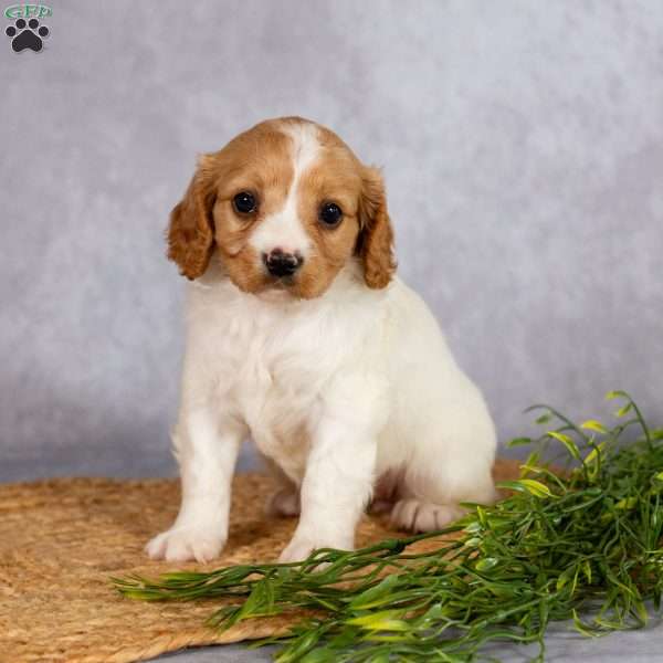 Raelyn, Cavapoo Puppy