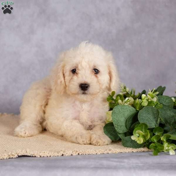 Kayla, Miniature Poodle Puppy