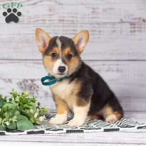 Lila, Pembroke Welsh Corgi Puppy