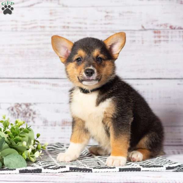 Kenzie, Pembroke Welsh Corgi Puppy