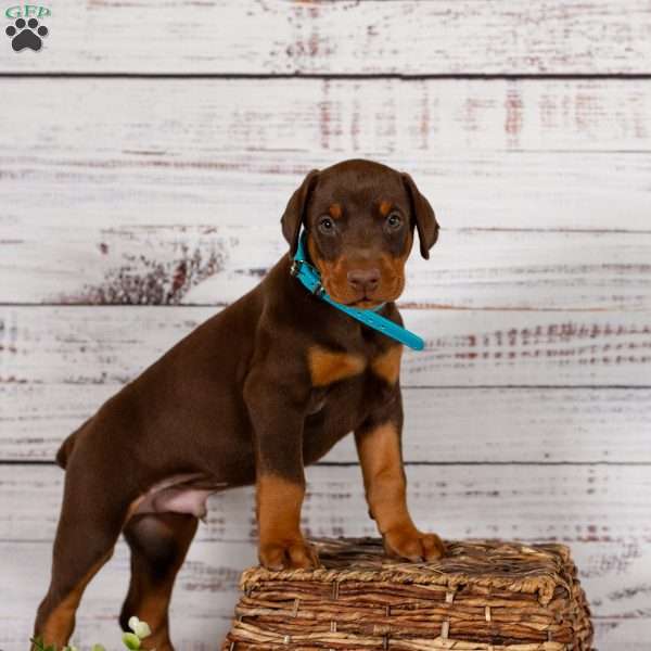 Samson, Doberman Pinscher Puppy