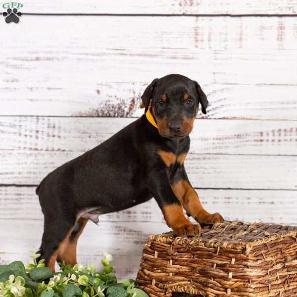 Sarge, Doberman Pinscher Puppy