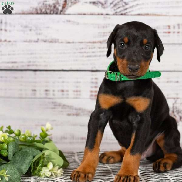 Soldier, Doberman Pinscher Puppy