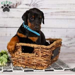 Senator, Doberman Pinscher Puppy