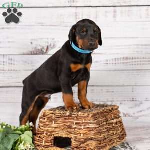 Senator, Doberman Pinscher Puppy