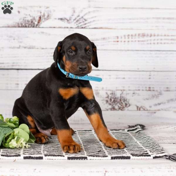 Senator, Doberman Pinscher Puppy