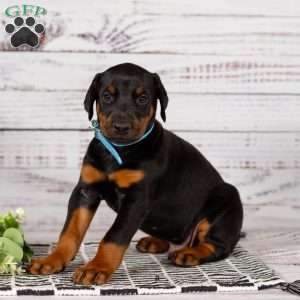 Senator, Doberman Pinscher Puppy