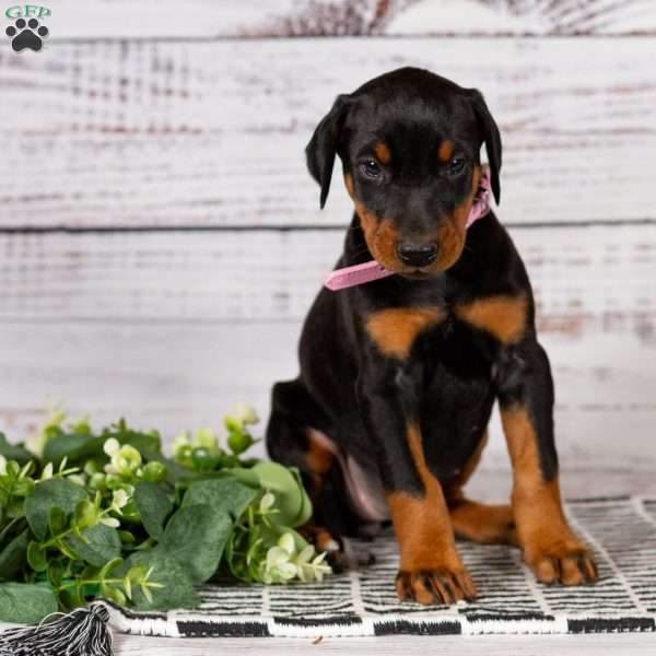 Sierra, Doberman Pinscher Puppy