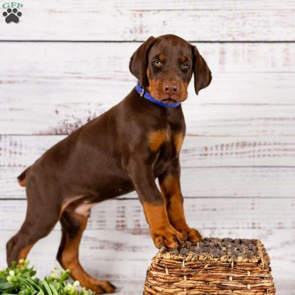 Lee, Doberman Pinscher Puppy