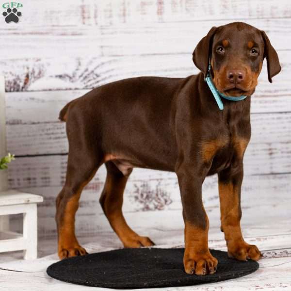 Logan, Doberman Pinscher Puppy