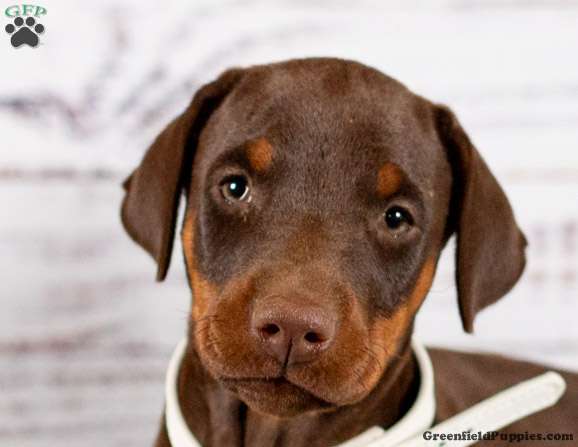 Lily - Doberman Pinscher Puppy For Sale in Pennsylvania