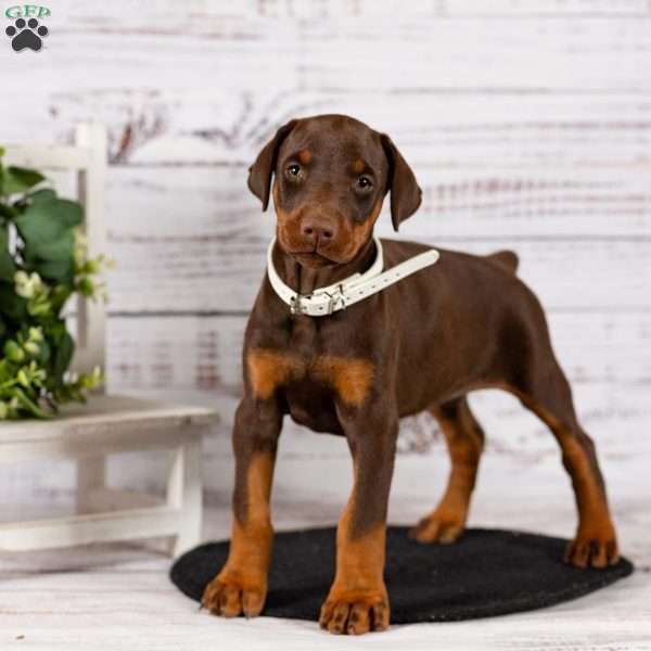 Lily, Doberman Pinscher Puppy