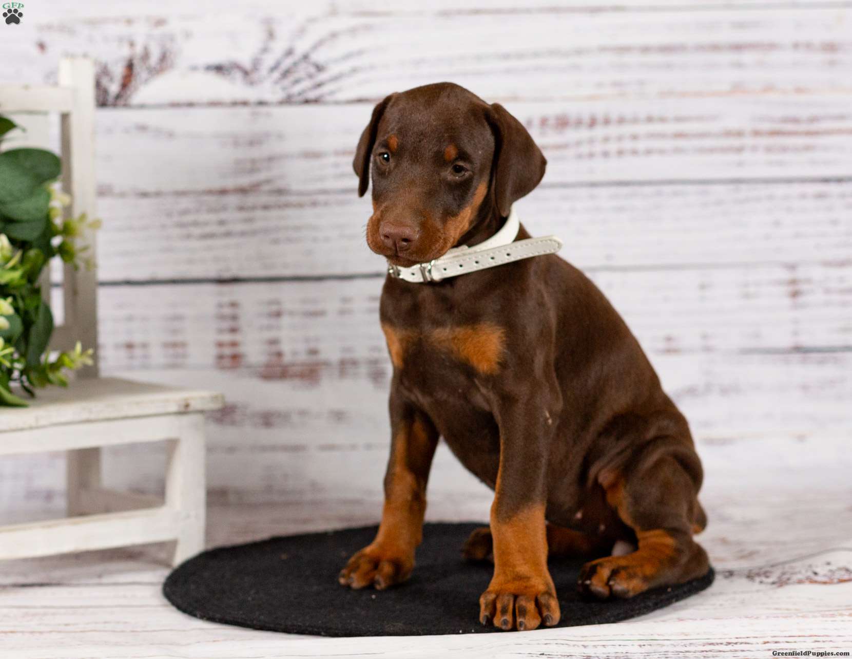 Dana - Doberman Pinscher Puppy For Sale in Pennsylvania