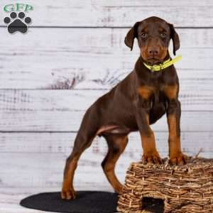 Lacey, Doberman Pinscher Puppy