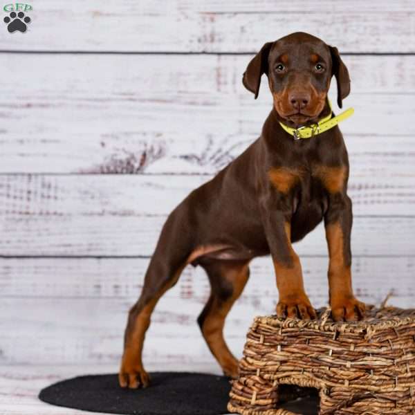 Lacey, Doberman Pinscher Puppy