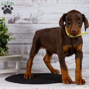 Lacey, Doberman Pinscher Puppy