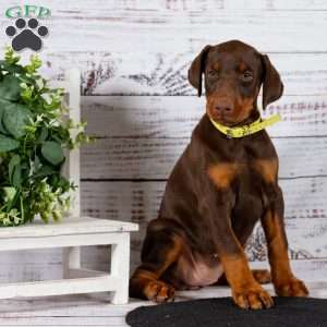 Lacey, Doberman Pinscher Puppy