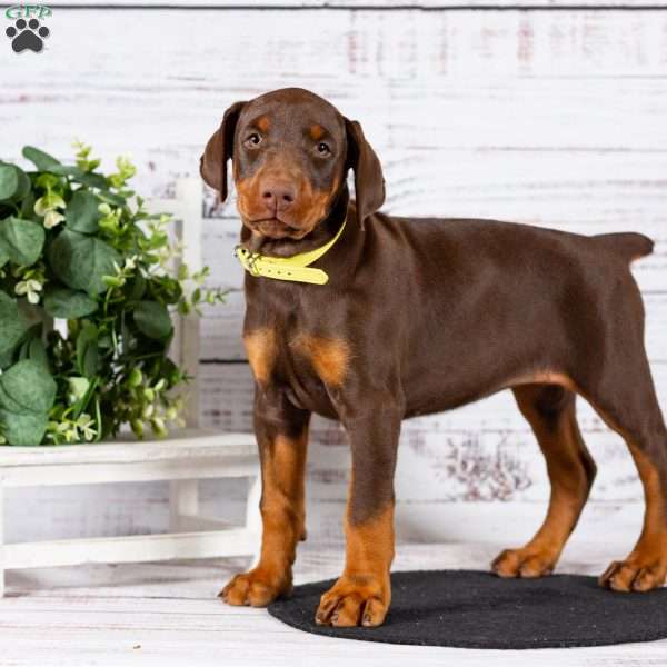 Lacey, Doberman Pinscher Puppy