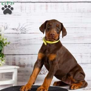 Lacey, Doberman Pinscher Puppy