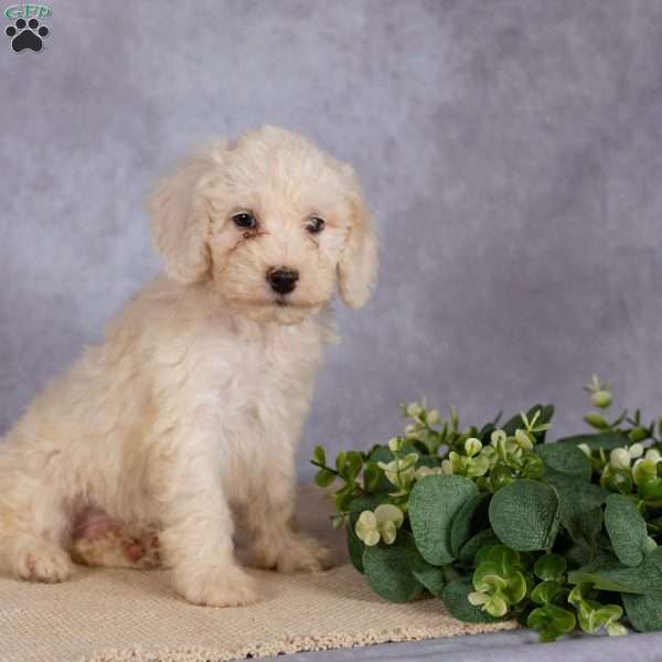 Karter, Miniature Poodle Puppy