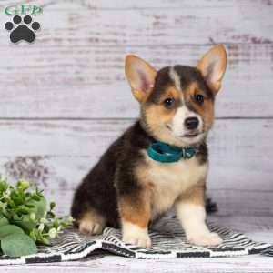 Lila, Pembroke Welsh Corgi Puppy