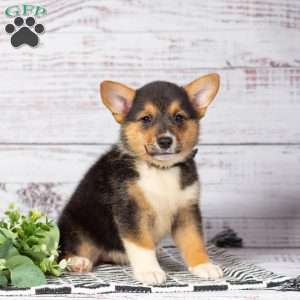 Kenzie, Pembroke Welsh Corgi Puppy