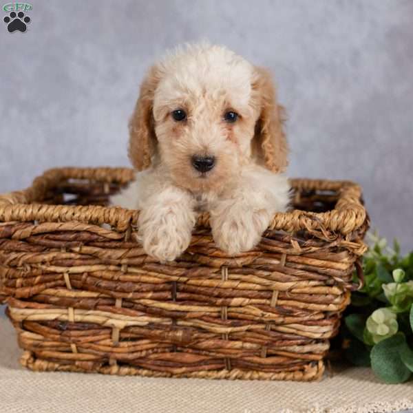 Kaleb, Miniature Poodle Puppy