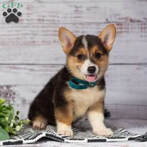 Lila, Pembroke Welsh Corgi Puppy