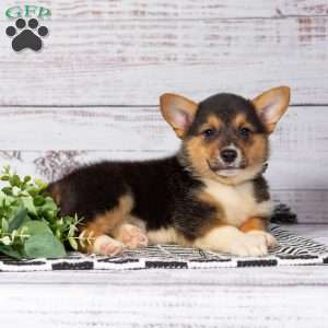 Kenzie, Pembroke Welsh Corgi Puppy