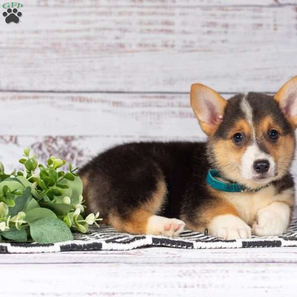 Lila, Pembroke Welsh Corgi Puppy