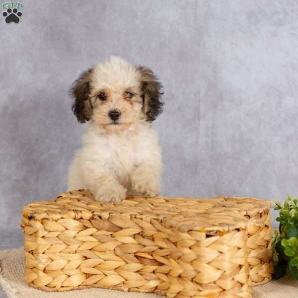 Kalli, Miniature Poodle Puppy