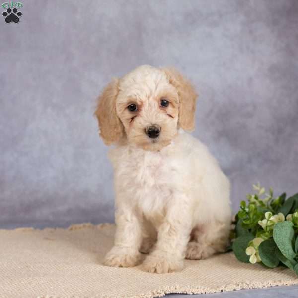 Kathy, Miniature Poodle Puppy