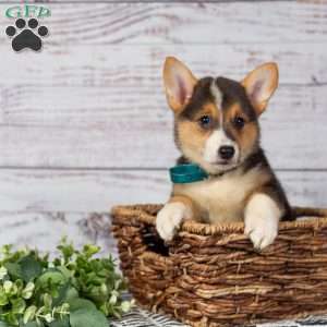 Lila, Pembroke Welsh Corgi Puppy