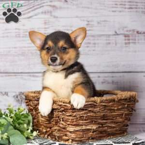 Kenzie, Pembroke Welsh Corgi Puppy