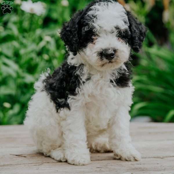 Dolly, Miniature Poodle Puppy