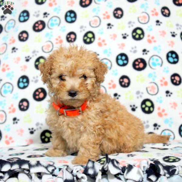 Earl, Toy Poodle Puppy