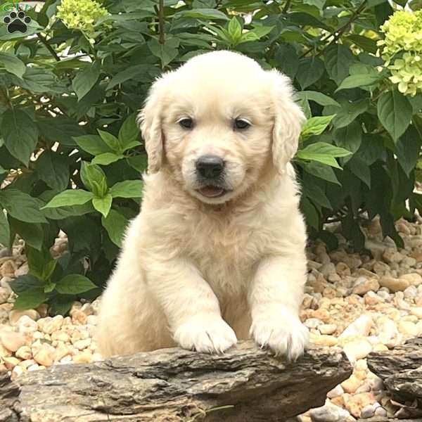 Earl, English Cream Golden Retriever Puppy