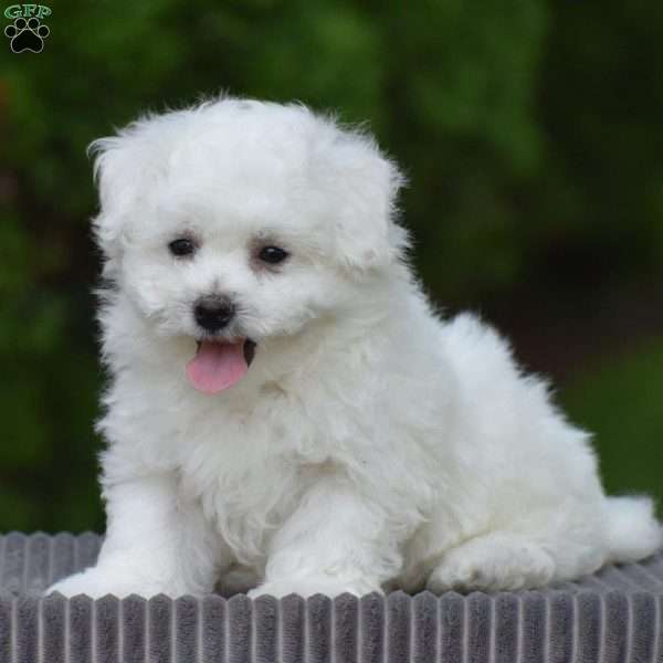 Earnest, Bichon Frise Puppy