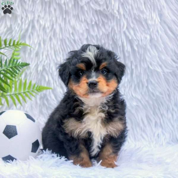 Easton, Mini Bernedoodle Puppy