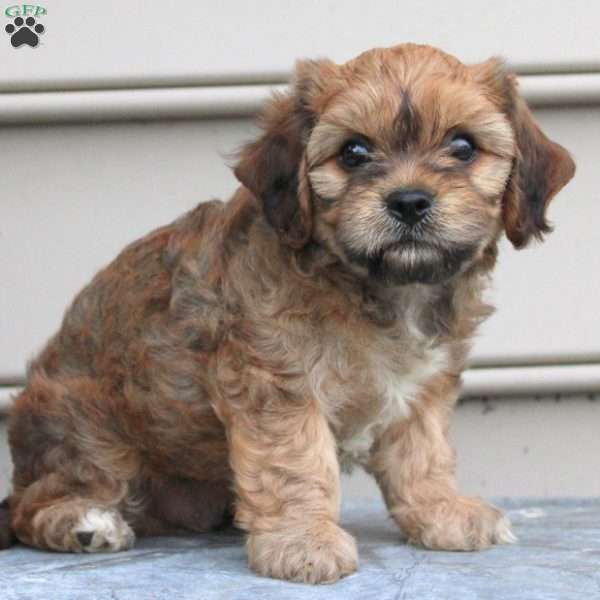 Eber, Cavachon Puppy