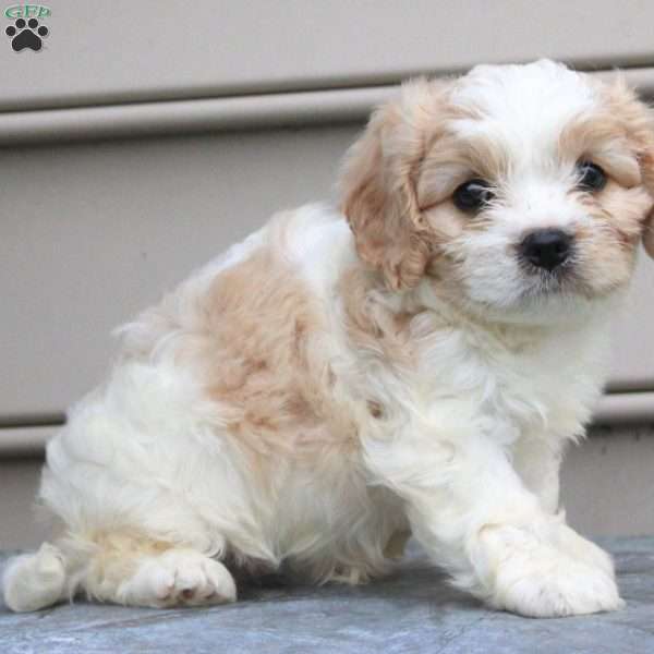 Echo, Cavachon Puppy