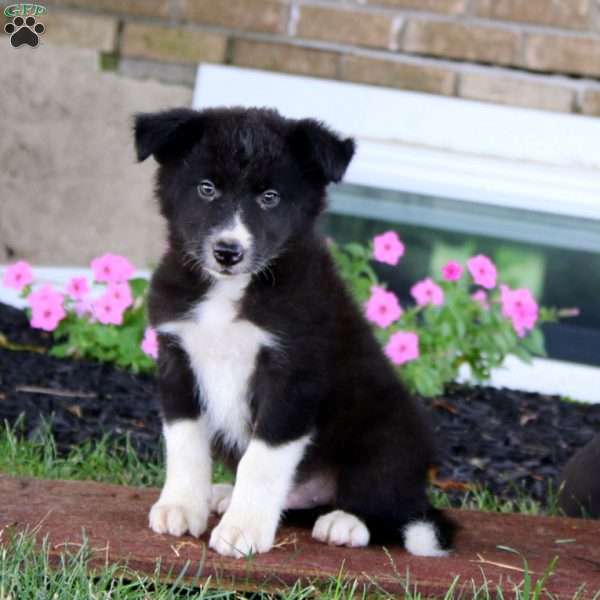 Echo, Border Collie Puppy