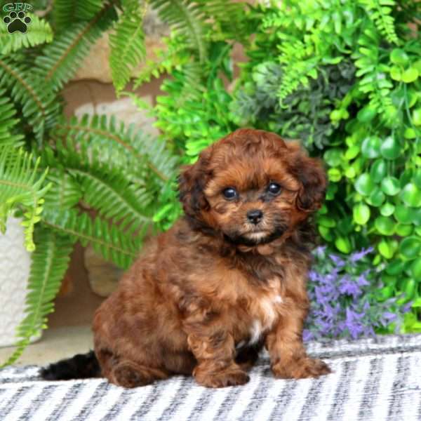 Echo, Shih-Poo Puppy