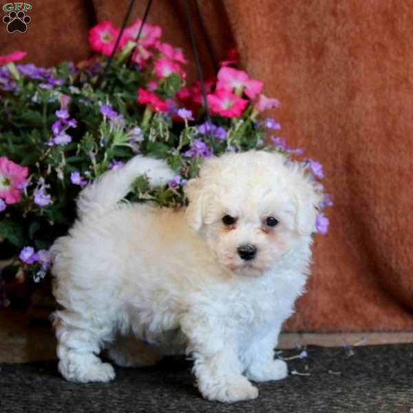 Echo, Bichon Frise Puppy