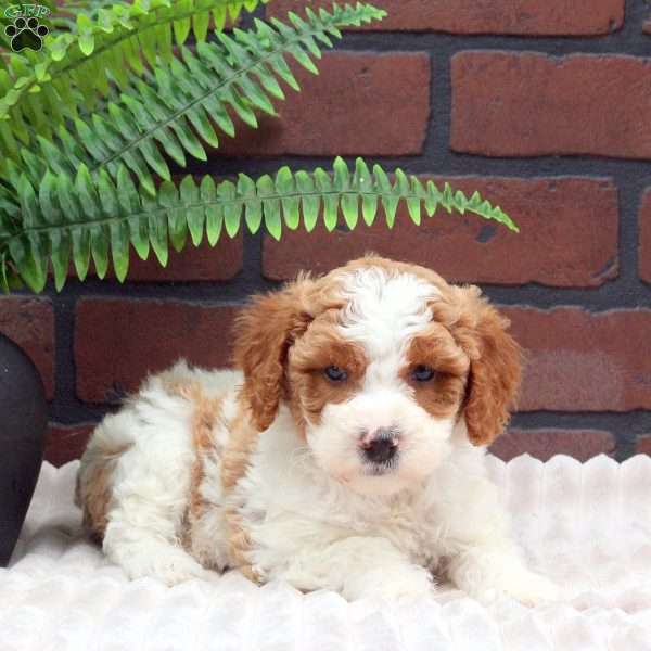 Eclair, Mini Goldendoodle Puppy