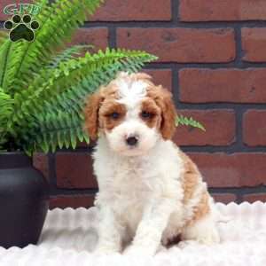 Eclair, Mini Goldendoodle Puppy