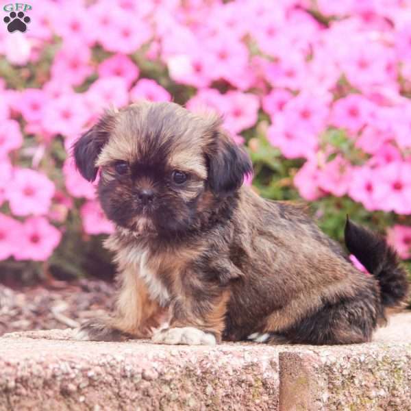 Ed, Shih Tzu Puppy