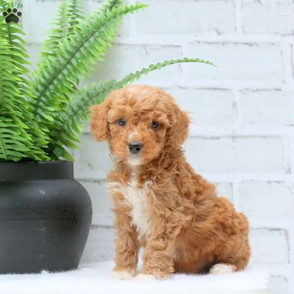 Eddie, Mini Goldendoodle Puppy