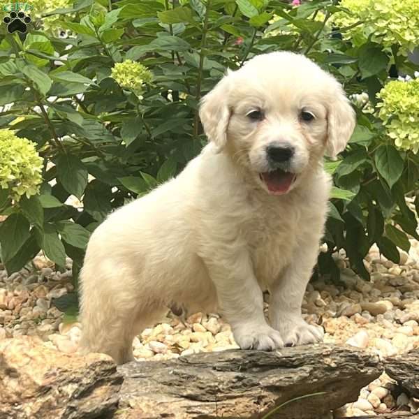 Eddie, English Cream Golden Retriever Puppy