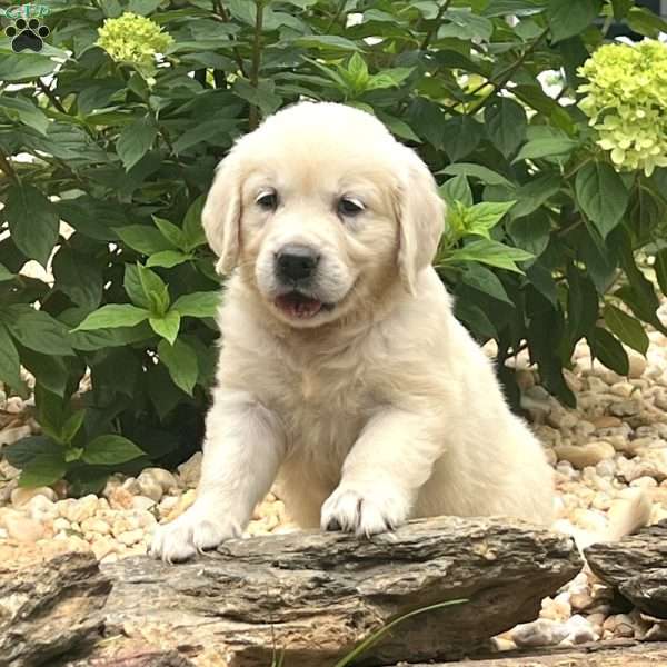 Eden, English Cream Golden Retriever Puppy